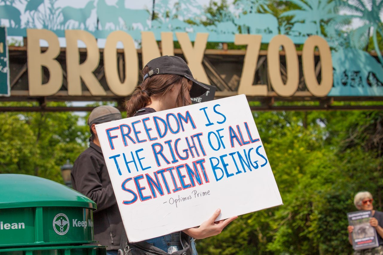 Bronx, New York City. Saturday, June 1, 2019 - Rally in support of Happy's freedom. Happy is a wild-born elephant held alone in captivity at the Bronx Zoo. The rally was organized by the Nonhuman Rights Project and it was joined by Change.org, CompassionWorks International, Voters For Animal Rights, In Defense of Animals, and Animal Cruelty Exposure Fund. Activists called for recognition of Happy's fundamental rights and her transfer to sanctuary. During the rally, NhRP attorney gave updates on their litigation on behalf of Happy and other efforts to obtain rights for autonomous nonhuman animals. Credit: Photo by LoveIsAmor.com