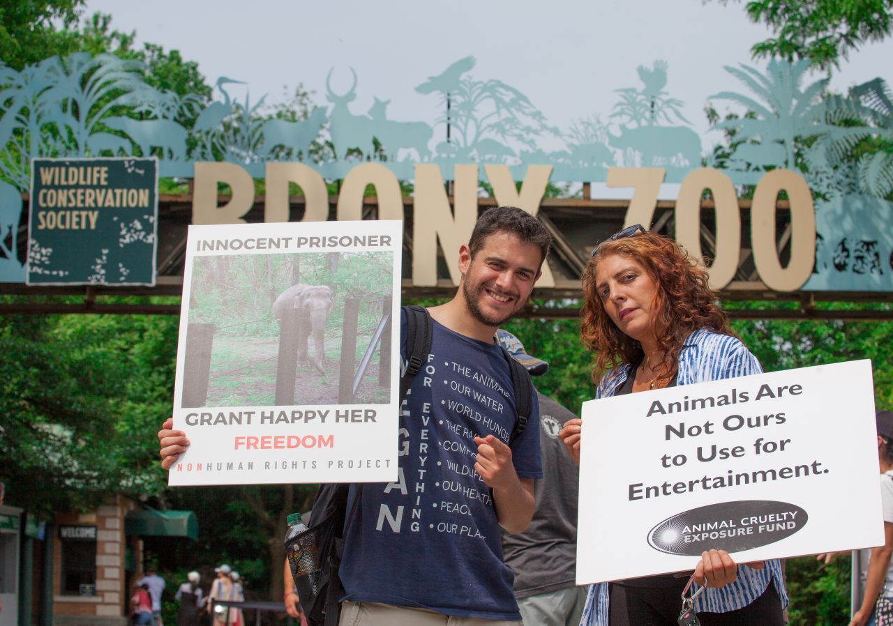 Bronx, New York City. Saturday, June 1, 2019 - Rally in support of Happy's freedom. Happy is a wild-born elephant held alone in captivity at the Bronx Zoo. The rally was organized by the Nonhuman Rights Project and it was joined by Change.org, CompassionWorks International, Voters For Animal Rights, In Defense of Animals, and Animal Cruelty Exposure Fund. Activists called for recognition of Happy's fundamental rights and her transfer to sanctuary. During the rally, NhRP attorney gave updates on their litigation on behalf of Happy and other efforts to obtain rights for autonomous nonhuman animals. Credit: Photo by LoveIsAmor.com