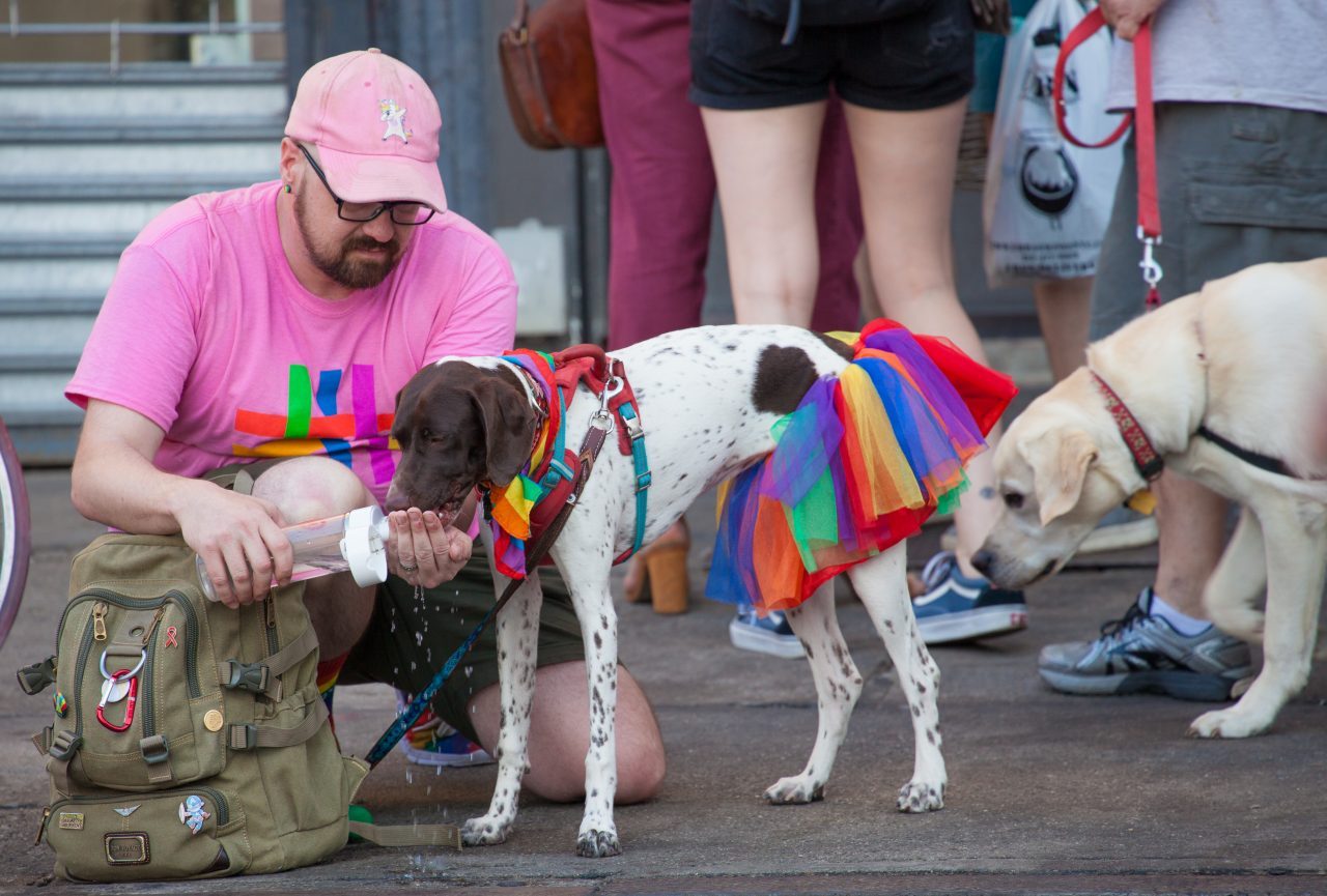 Saturday, June 8th, 2019. Brooklyn, New York City - Man and his dog at the Brooklyn Pride Parade/March. This year, Brooklyn celebrated the 23rd Annual Brooklyn Pride Parade/March. Brooklyn Pride was ranked within the top 10 of the 20 best places in the US to celebrate pride by matadornetwork.com. This year is the 50th anniversary of the Stonewall revolution. Credit: Photo by LoveIsAmor.com
