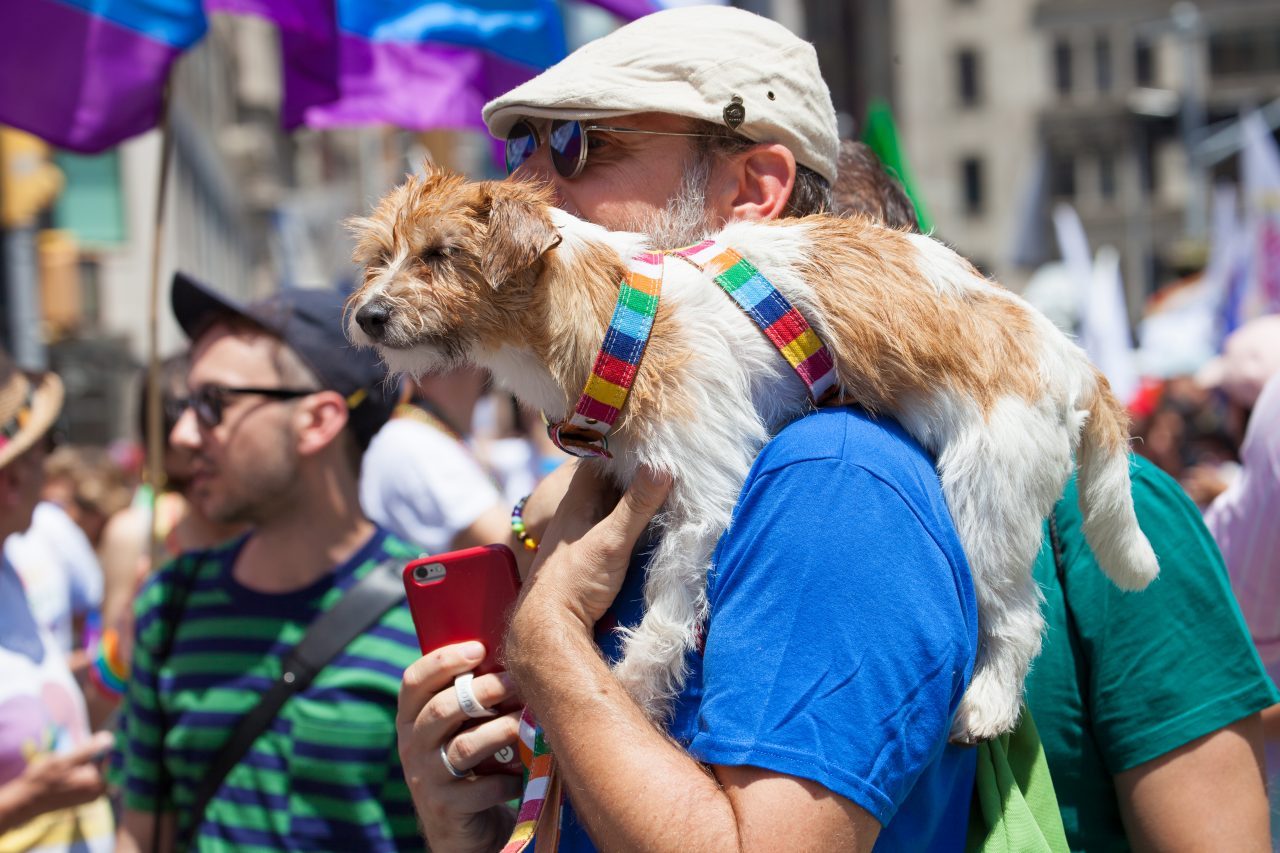 Sunday, June 30th, 2019. New York City - Man and his dog at the NYC Pride March. The 50th anniversary of the Stonewall Rebellion was on Friday, June 28th, 2019. People from around the world came to New York City to celebrate. Credit: Photo by LoveIsAmor.com