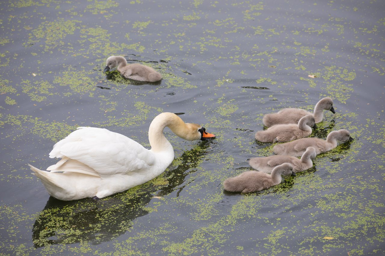 THIS IS A HIGH RESOLUTION IMAGE. It is great for commercial, editorial, personal use, newspaper, TV, websites, blogs, social media like Facebook, Twitter, Instagram, etc.