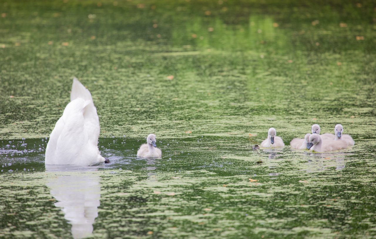 THIS IS A HIGH RESOLUTION IMAGE. It is great for commercial, editorial, personal use, newspaper, TV, websites, blogs, social media like Facebook, Twitter, Instagram, etc.