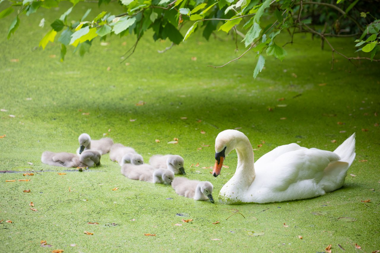 THIS IS A HIGH RESOLUTION IMAGE. It is great for commercial, editorial, personal use, newspaper, TV, websites, blogs, social media like Facebook, Twitter, Instagram, etc.