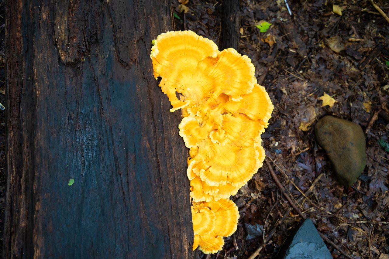 Prospect Park, borough of Brooklyn, New York City - Edible mushroom laetiporus sulphureus, sulphur shelf, chicken of the woods, the chicken mushroom, or the chicken fungus. Photo credit: “Photo by Javier Soriano/LoveIsAmor.com”